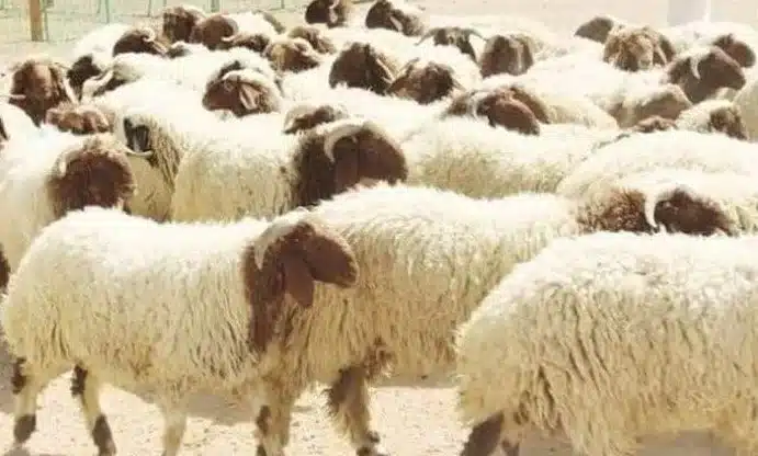 أسعار الأبقار والخراف والماعز في عيد الأضحى 2025