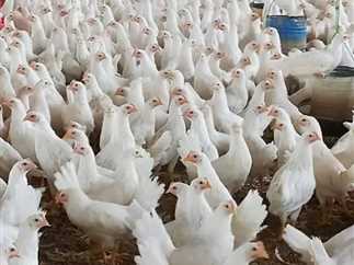 أسعار الدواجن في مصر اليوم الإثنين 12 مايو 2025.. تراجع طفيف