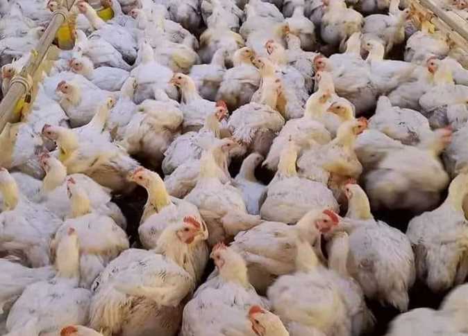  أسعار الدواجن اليوم الثلاثاء 13 مايو 2025 وسط ترقب بالسوق المحلي