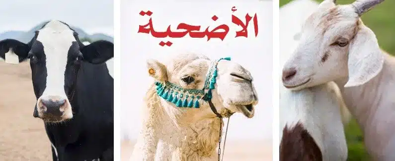 شروط شراء الأضحية 2025