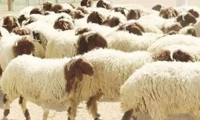 ما هي شروط شراء الأضحية 2025؟.. سعر كيلو الخرفان بـ75 ألف جنيها