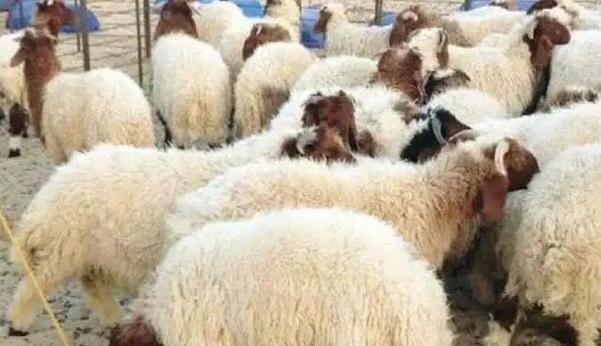 تزامنا مع عيد الأضحي.. أسعار كيلو العجول قائم اليوم الأربعاء في المنافذ