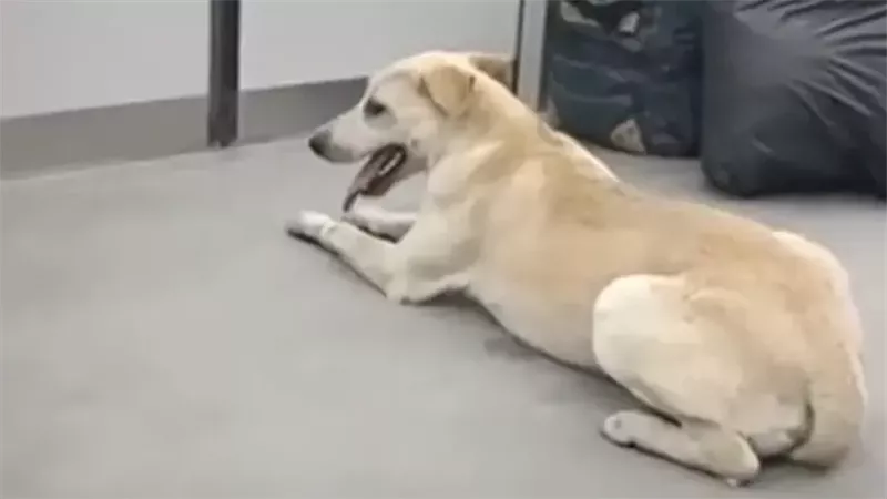 كلب ضال يهاجم فرد أمن وعامل نظافة بمحطة مترو حلوان